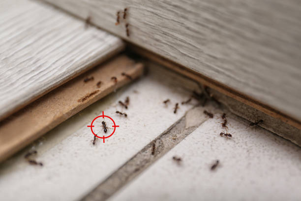Best Cockroach Control Services  in Lawrence, MA